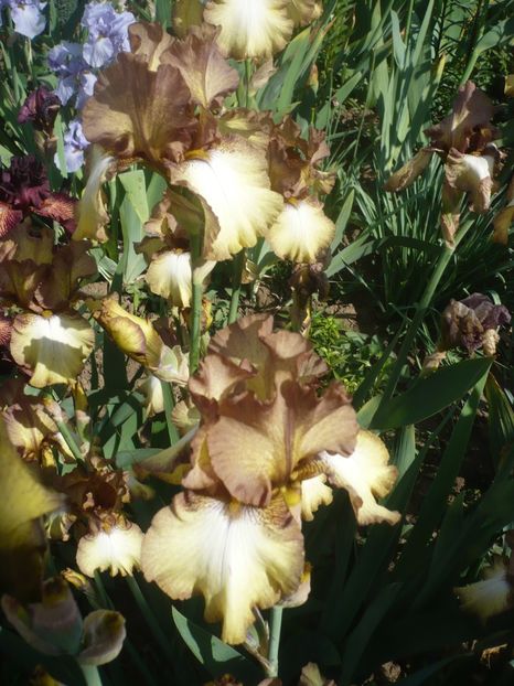 P1410183 - GRADINA 2019