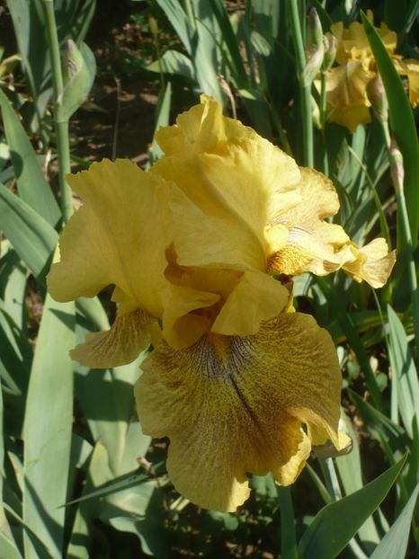 P1410186 - GRADINA 2019