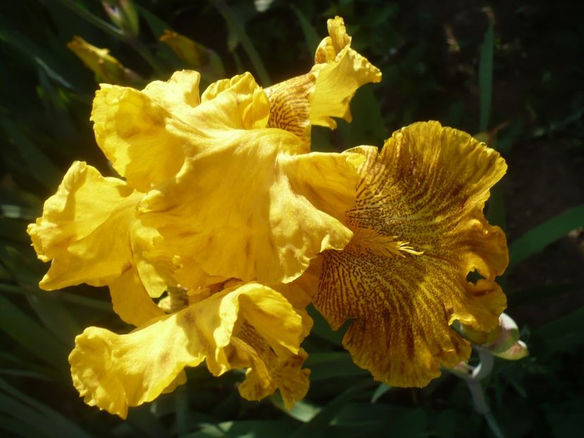 P1410187 - GRADINA 2019