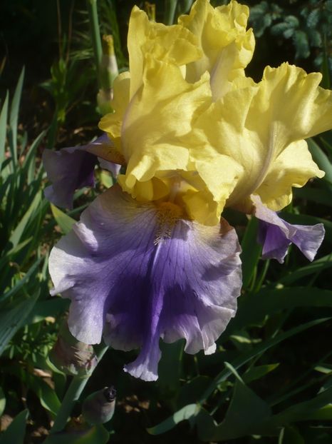 P1410190 - GRADINA 2019