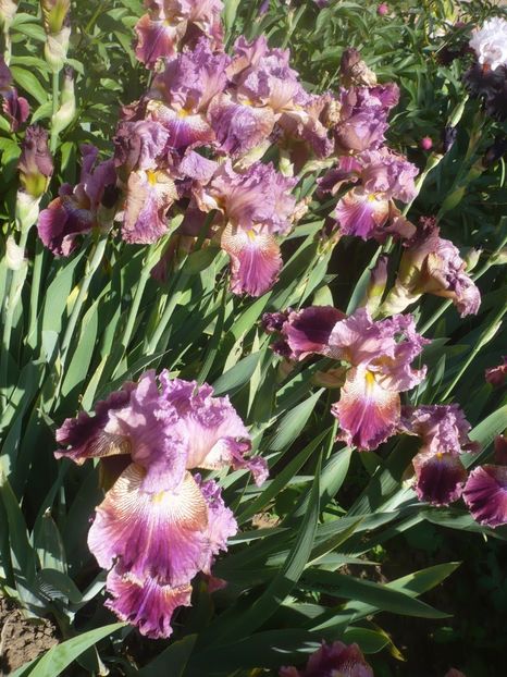 P1410192 - GRADINA 2019