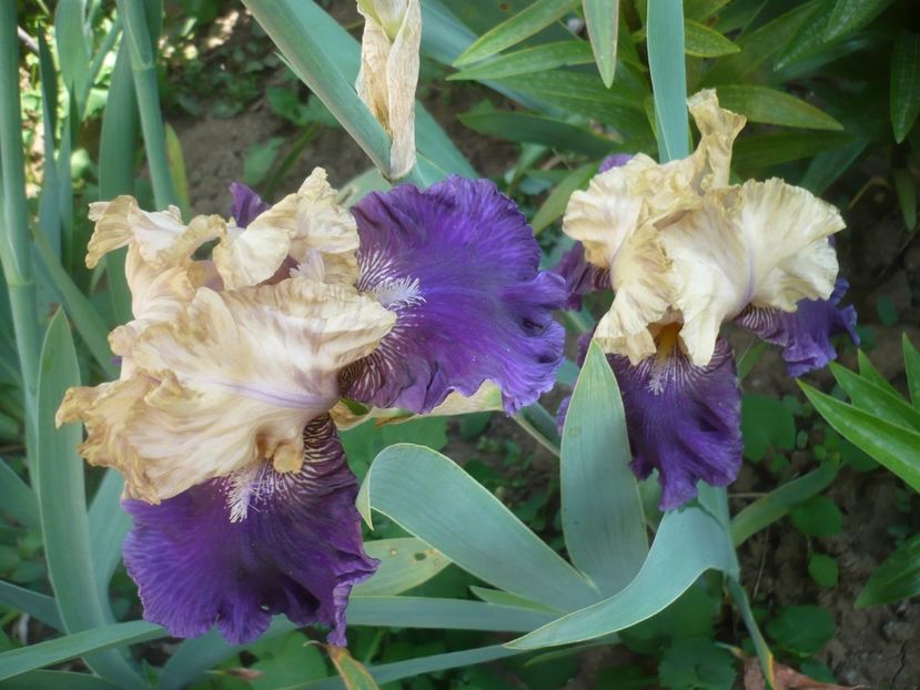 P1410193 - GRADINA 2019