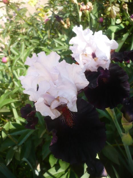 P1410195 - GRADINA 2019