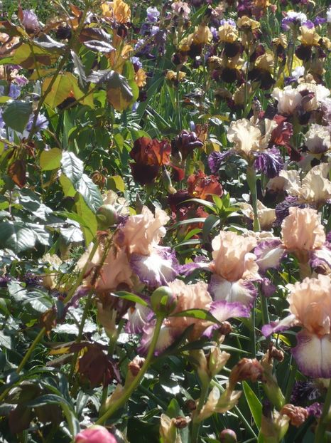 P1410202 - GRADINA 2019