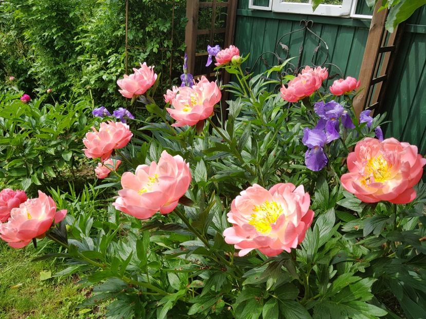 Hawaian coral pink - 2019 Bujori