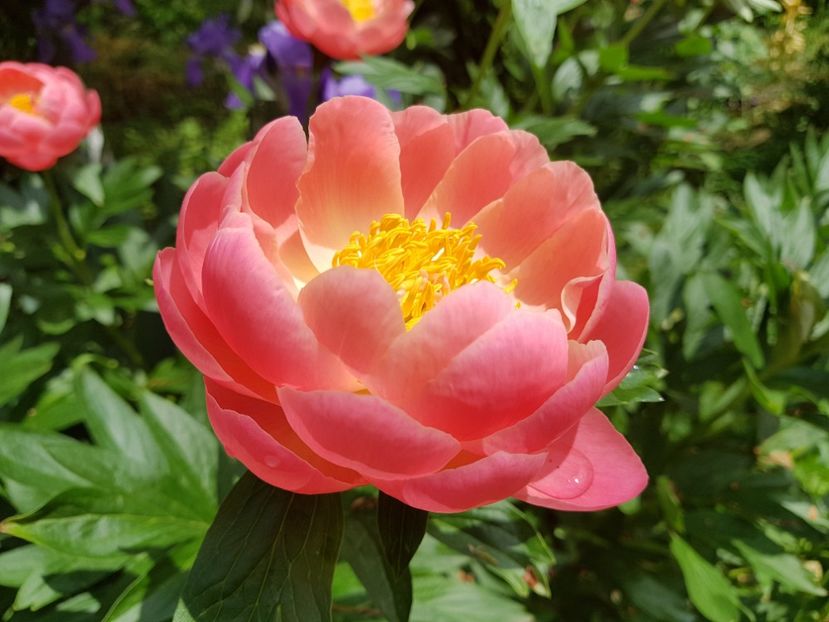 Hawaian coral pink - 2019 Bujori