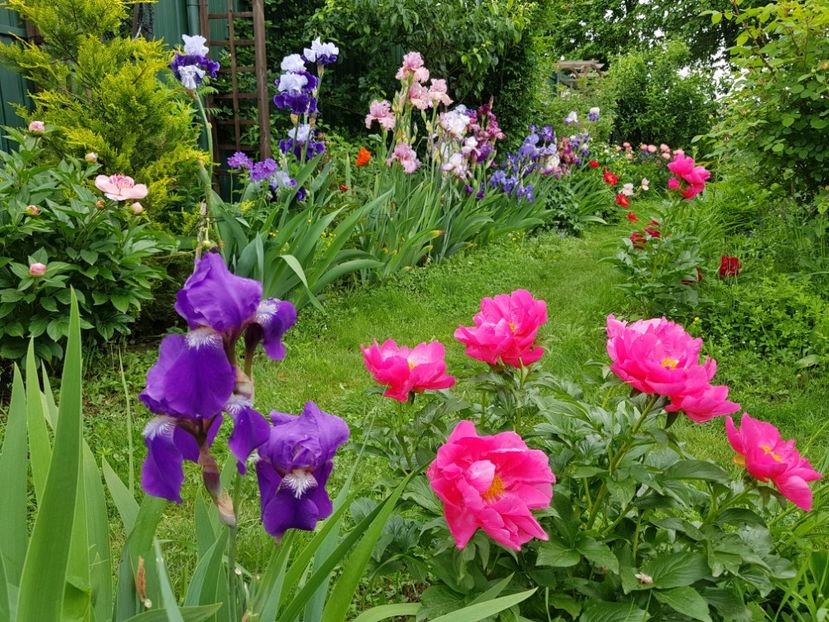 - 2019 Mai Idilic Garden