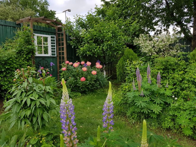  - 2019 Mai Idilic Garden