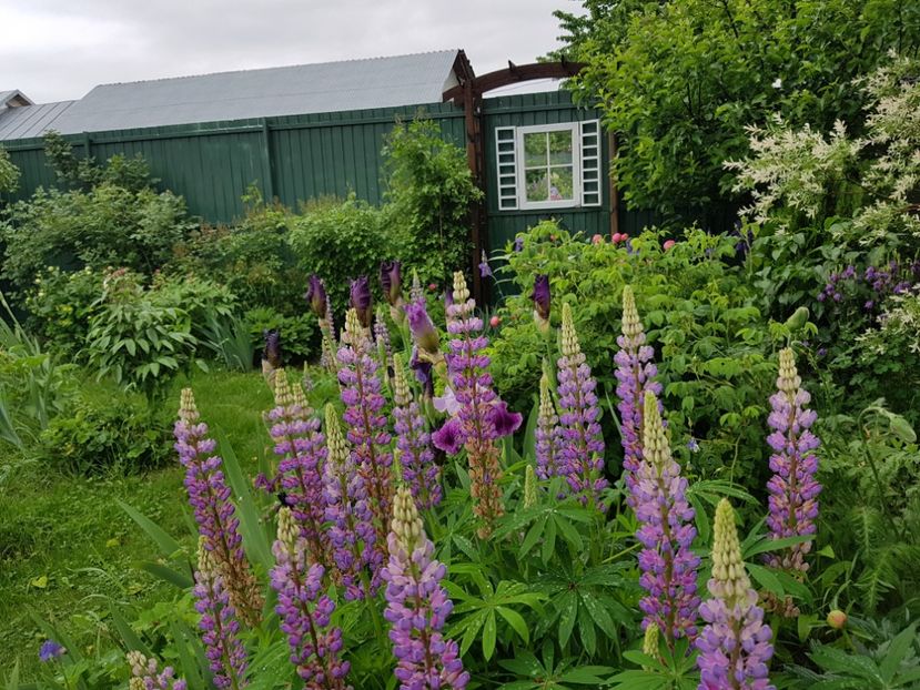  - 2019 Mai Idilic Garden