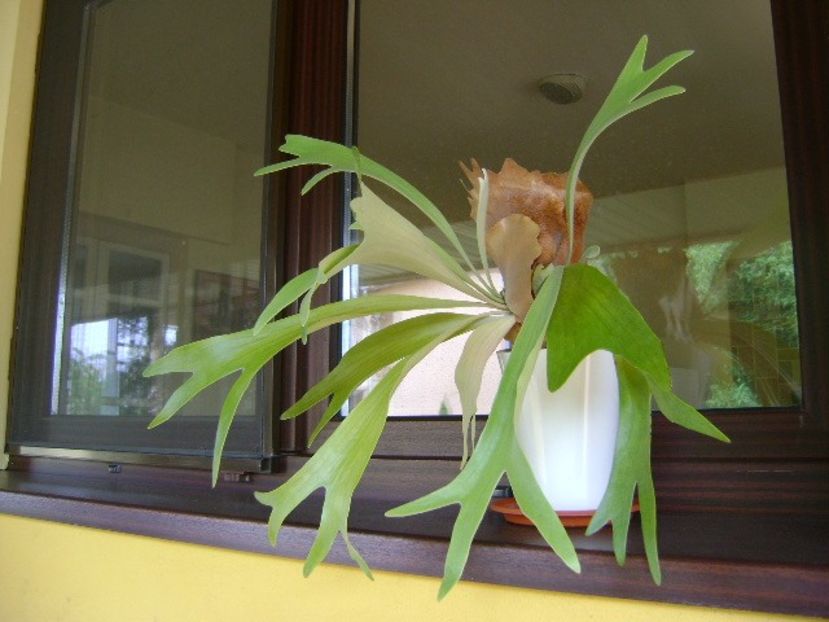 Platycerium bifurcatum - Suculente 2019
