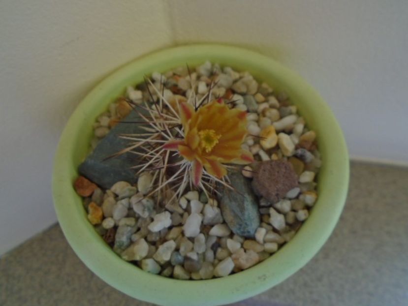 Echinocereus viridiflorus v. davisii - Cactusi 2019