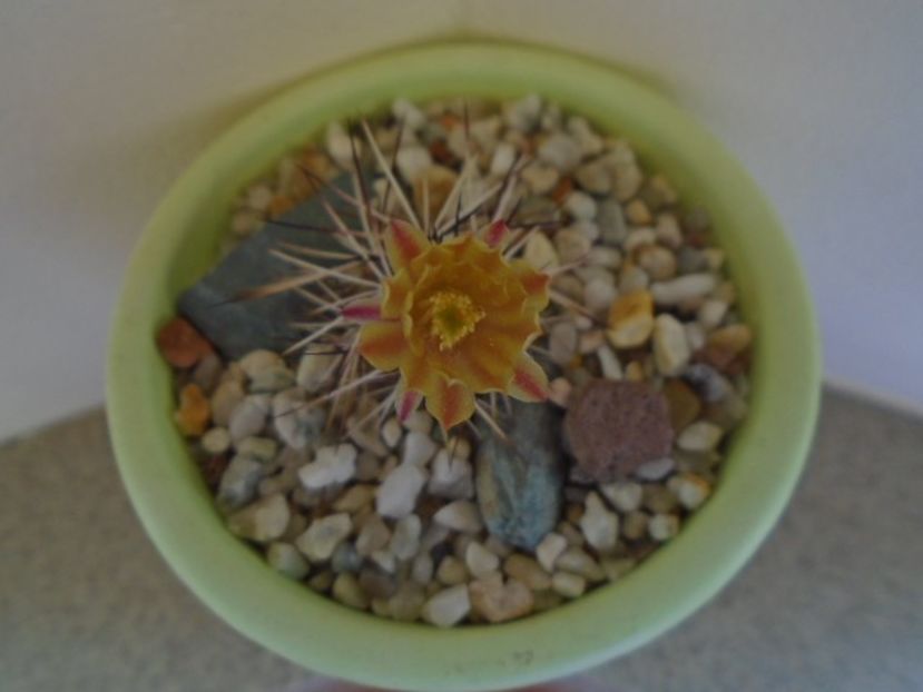 Echinocereus viridiflorus v. davisii - Cactusi 2019