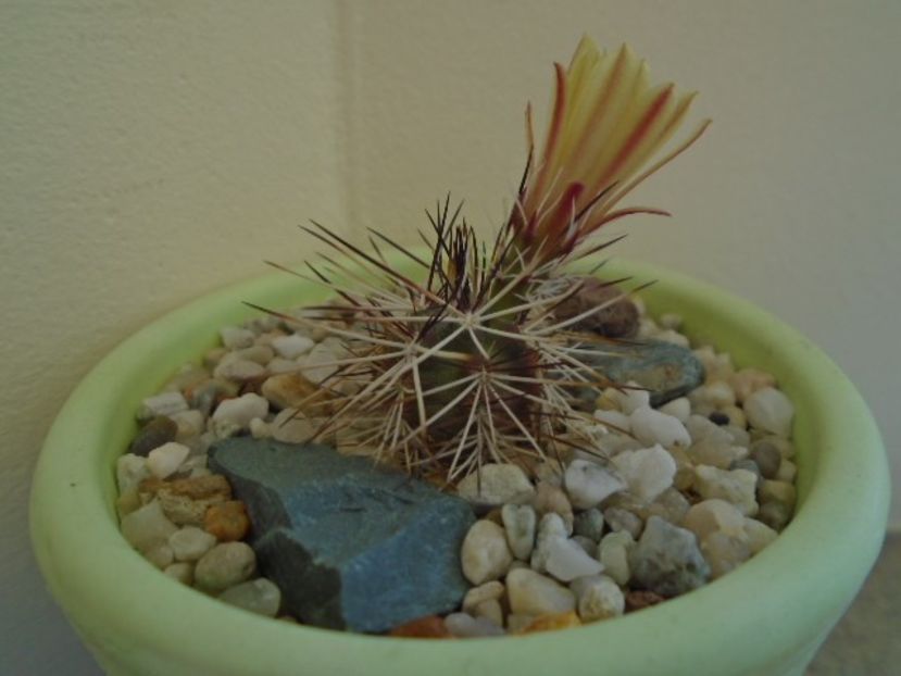 Echinocereus viridiflorus v. davisii - Cactusi 2019