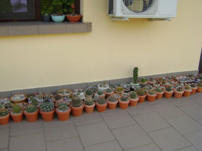 13 mai 2019 - In sfarsit, afara! - Cactusi 2019