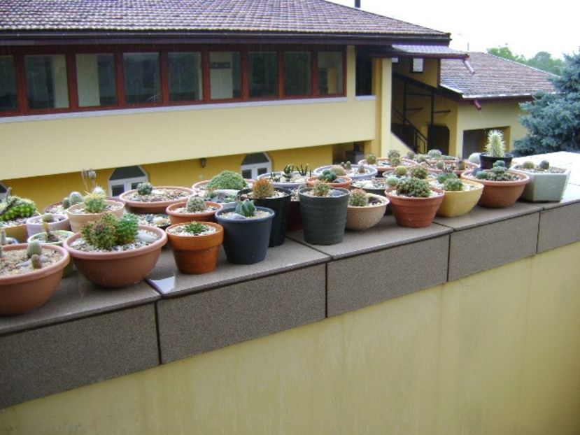 13 mai 2019 - In sfarsit, afara! - Cactusi 2019