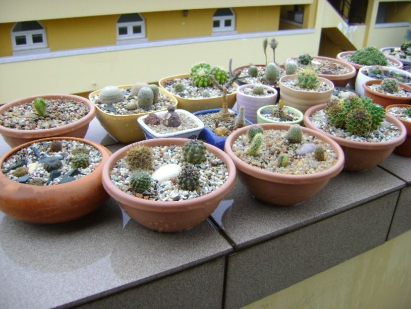 13 mai 2019 - In sfarsit, afara! - Cactusi 2019