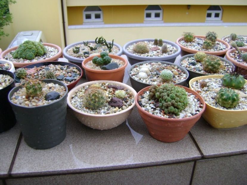 13 mai 2019 - In sfarsit, afara! - Cactusi 2019