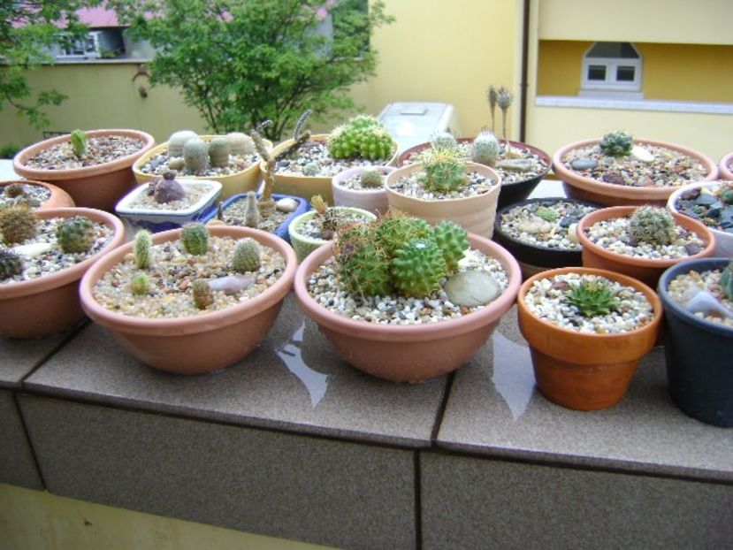 13 mai 2019 - In sfarsit, afara! - Cactusi 2019