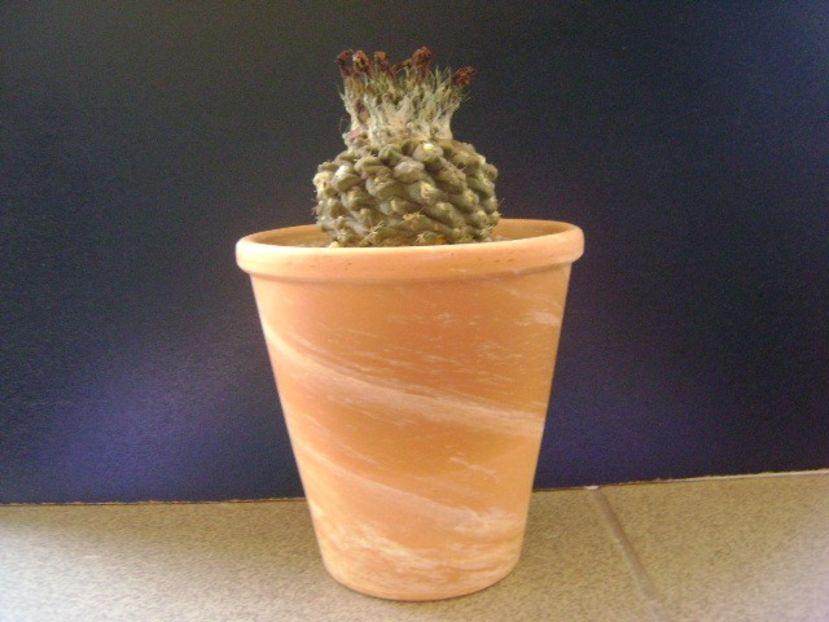 Eriosyce odieri - Cactusi 2019