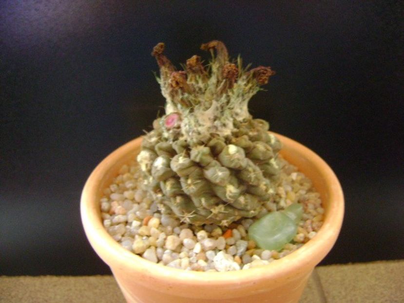 Eriosyce odieri - Cactusi 2019