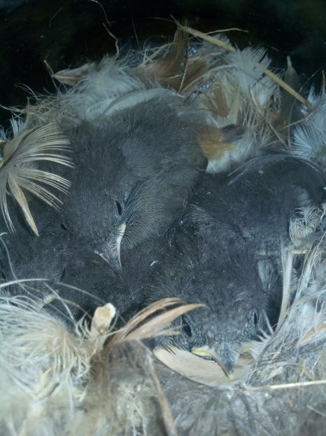 Codrosi - FOTO DIVERSE