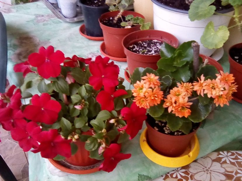  - Frumuseti la casa parinteasca