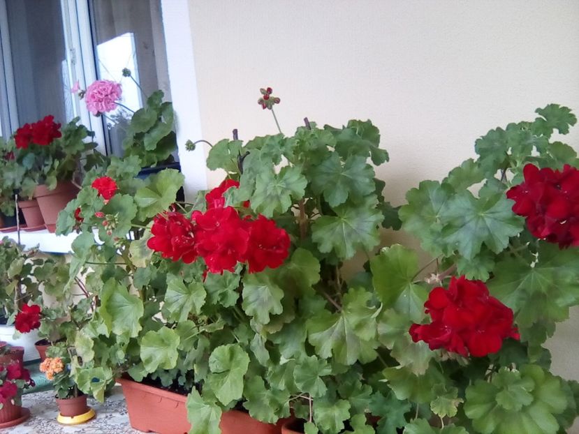  - Frumuseti la casa parinteasca