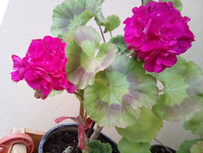  - Frumuseti la casa parinteasca