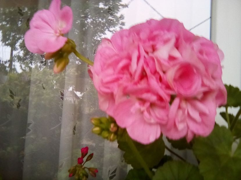  - Frumuseti la casa parinteasca