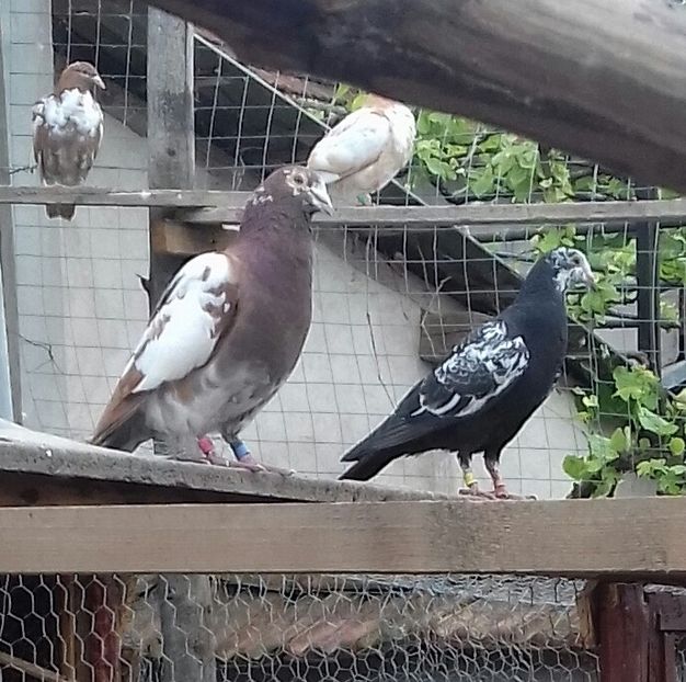 20190516_172031-2 - 52 porumbei 2