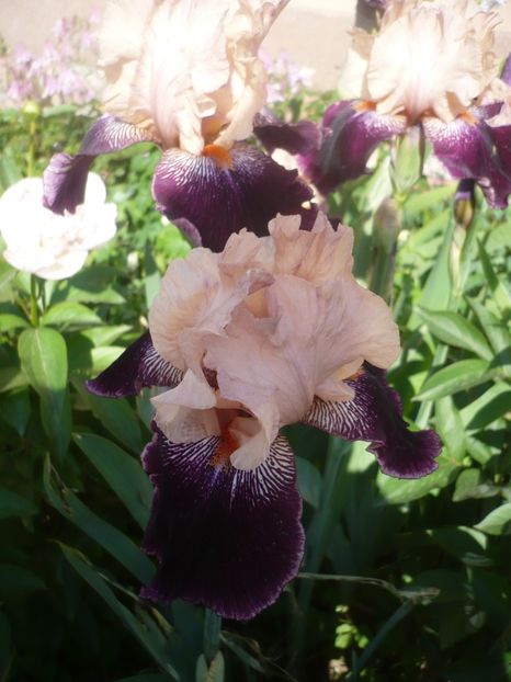 Wench-10 lei - 0-DE VANZARE IRISI 2019-EPUIZAT