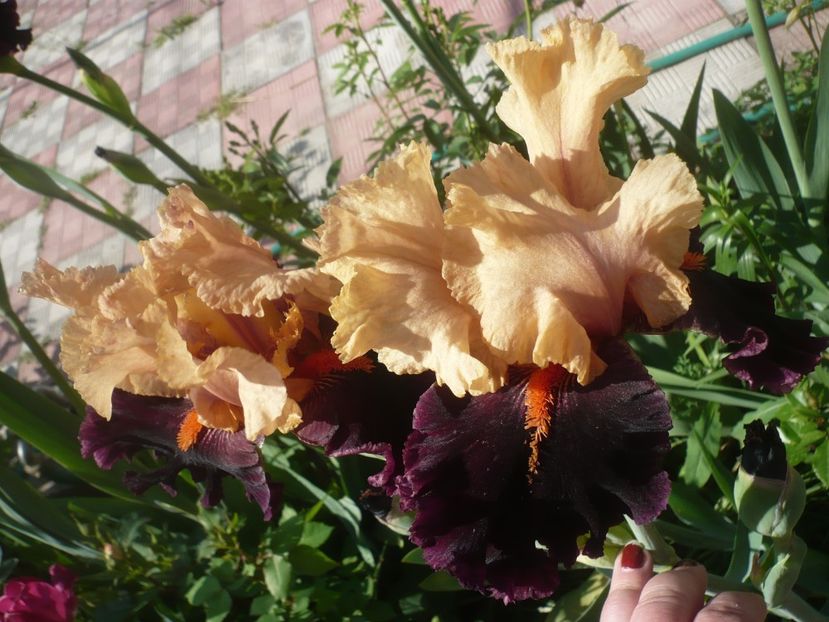 Ocelot-12 lei - 0-DE VANZARE IRISI 2019-EPUIZAT