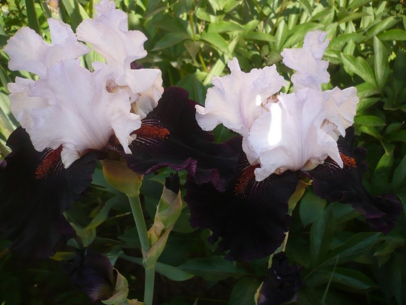 Starring-20 lei-EPUIZAT - 0-DE VANZARE IRISI 2019-EPUIZAT