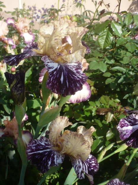 Gnus Flash-20 lei-EPUIZAT - 0-DE VANZARE IRISI 2019-EPUIZAT