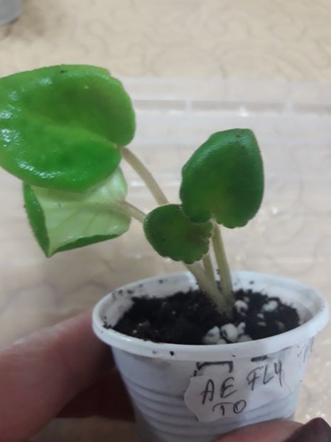  - Ae Fly To The Moon