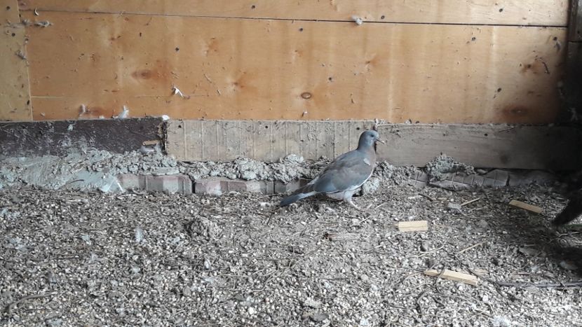  - PORUMBEI SALBATICI