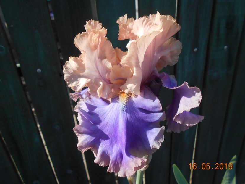 Florentine Silk - 2Irisi 2019