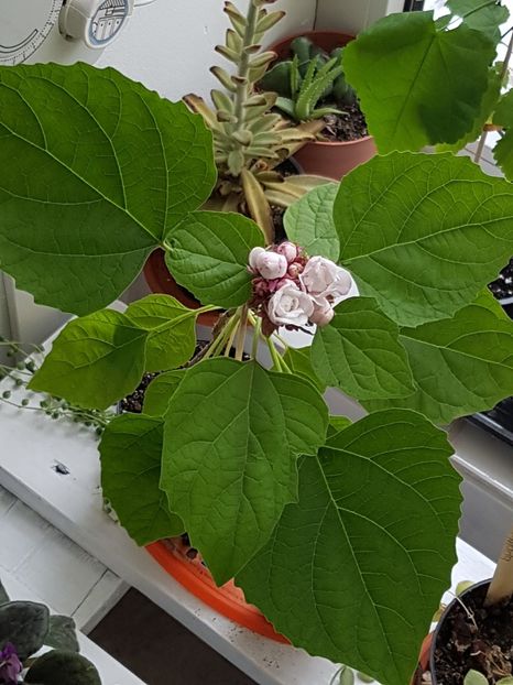 Prezent si in 2019 - Clerodendrum fragrans