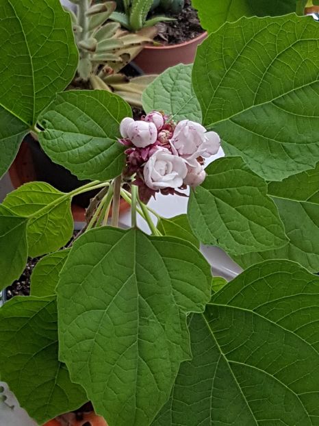  - Clerodendrum fragrans