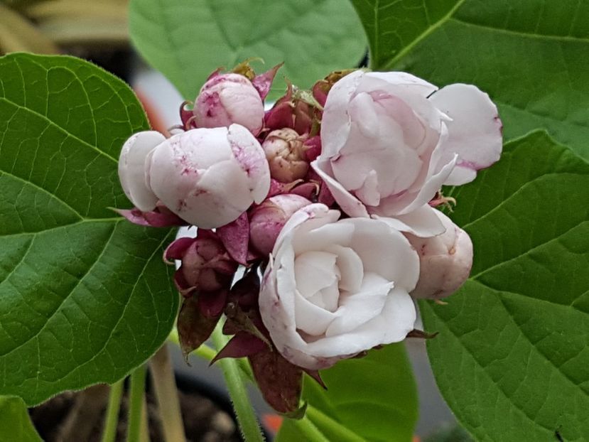 Parfum suav... - Clerodendrum fragrans