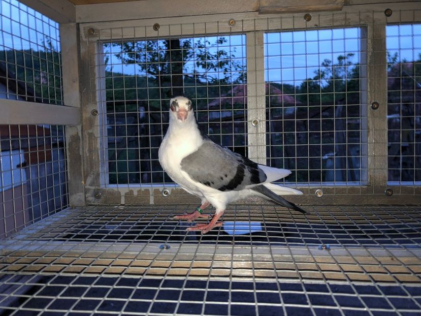  - Voliera numărul 4