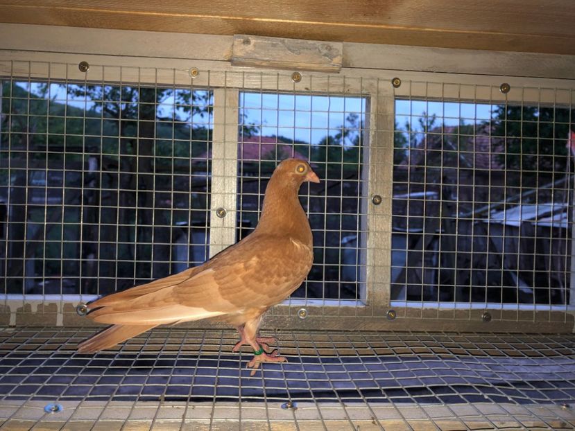  - Voliera numărul 4