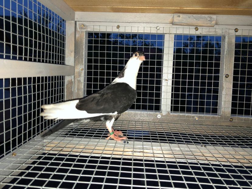  - Voliera numărul 4