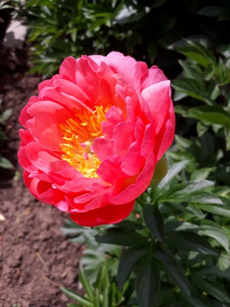 Bujor Coral sunset - 9-Bujori