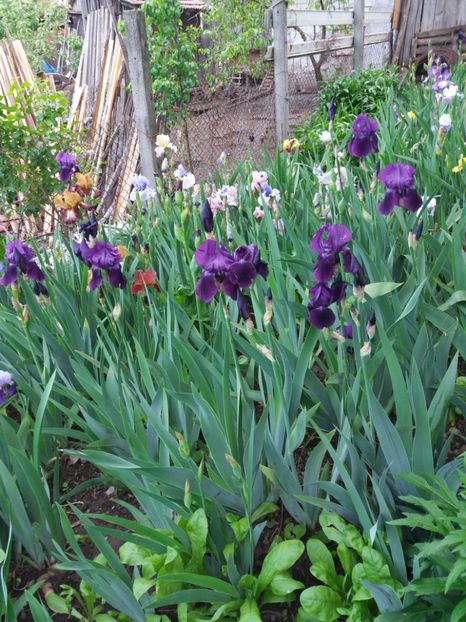  - Irisi infloriti in 2019