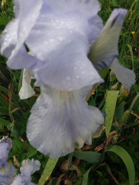  - Irisi infloriti in 2019