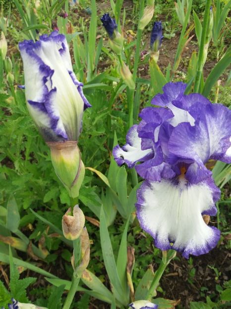  - Irisi infloriti in 2019