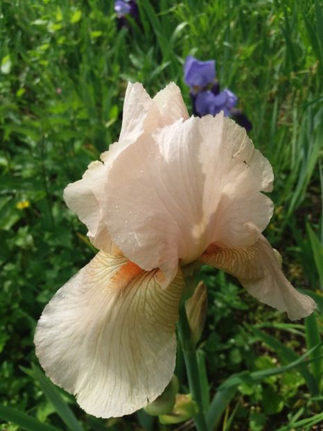  - Irisi infloriti in 2019