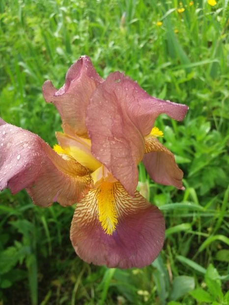  - Irisi infloriti in 2019