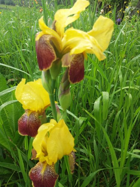  - Irisi infloriti in 2019